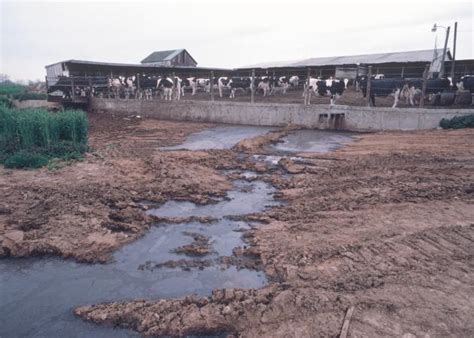 Water Quality Issues Associated With Manure Livestock And Poultry