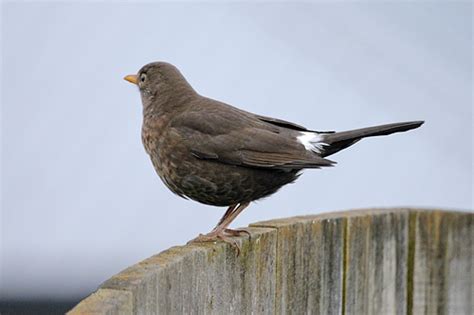 Female Blackbird With A Few White Feathers