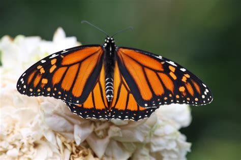 Monarch butterflies in distress; how we can help | Ocracoke Observer
