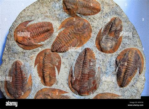 Spain Andalusia Seville Fossils Stock Photo Alamy