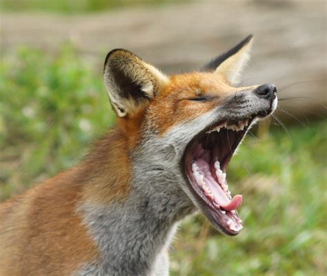 Yawning Fox © Peter Trimming Geograph Britain And Ireland
