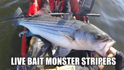 How To Catch MONSTER STRIPED BASS ON LIVE BUNKER Live Bait Fishing