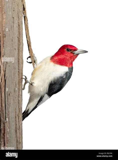 Red Headed Woodpecker Melanerpes Erythrocephalus Adult Isolated On