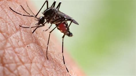 Mosquitoes Carrying West Nile Virus Found In Fresno