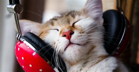 Listen To The Music That Scientists Have Developed For Cats