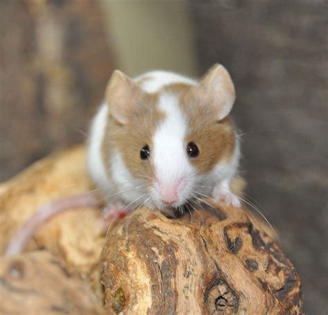 Fancy Mice Mus Musculus Fancy Mouse Pet Mice Pet Rodents