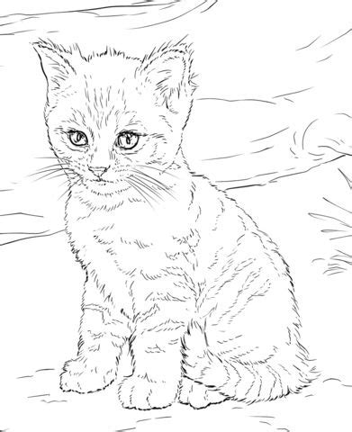 Coloring sheet two kittens playing. 17 Best images about Cat Templates to Zentangle on ...