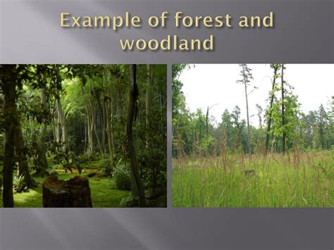 Ppt Conservation Forests Powerpoint Presentation Free Download Id