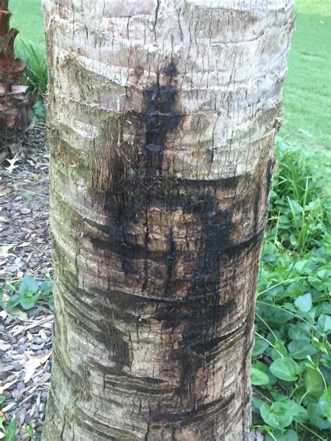 Texas Sable Palm black spots on trunk in the Trees and Shrubs forum
