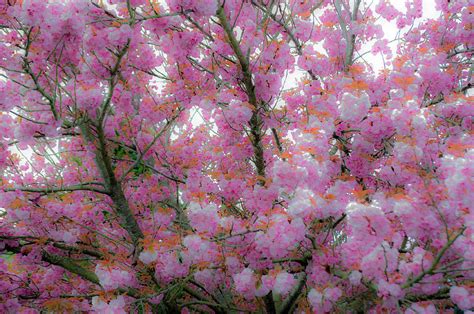 pink cotton candy tree photograph by tikvah s hope fine art america