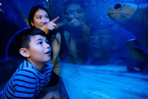 Sea Life Thanks Teachers With Free Admission To Aquarium Minnesota Parent