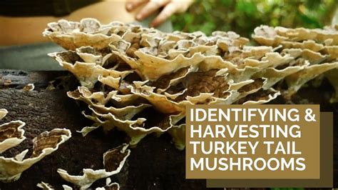 turkey tail mushroom identification and harvest youtube