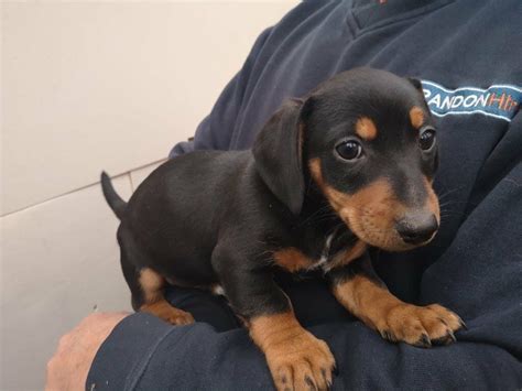 Visit us and meet your new best friend. Mini Dachshund puppies for sale | in Swansea | Gumtree