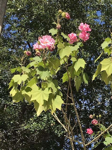 Whether it is a get well flower gift basket, mother's day flowers, seasonal centerpiece for the holidays or something that says i love you david brown flowers is the leading florist in houston, tx and will make. 12 foot tree(?) found in front of someone's house in ...