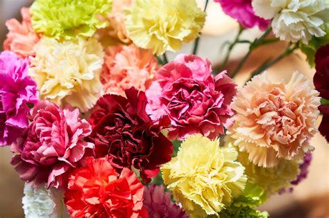 13 Best Flowers For Cut Arrangements