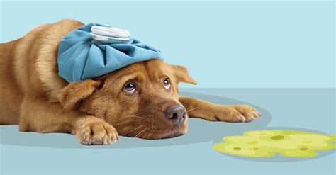If your dog is throwing up undigested food do to eating habits or a food indiscretion, you probably have nothing to worry about. Dog Throwing Up Undigested Food Hours After Eating [2021 ...