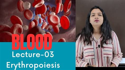 Erythropoiesis Stages Of Erythropoiesis Formation Of Rbc Blood
