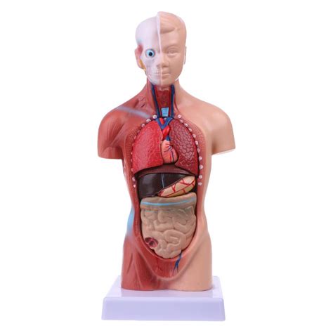 Female body anatomy diagram female body anatomy chart human anatomy diagrams and charts explained. Torso Anatomy Diagram - Human Anatomy Torso By Fan The ...