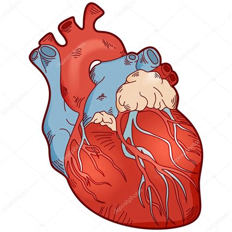 Anatomía Corazón Humano Vector Gráfico Vectorial © Lukalex Imagen