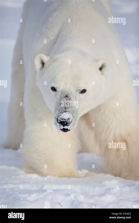 Close Up Shot Polar Bear Ursus Maritimus Snow Its Stock Photo Alamy