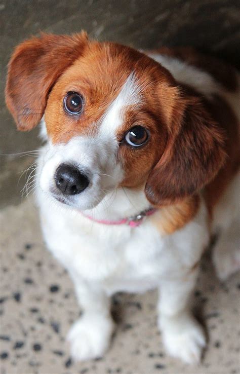 Evie Small Female Cavalier King Charles Spaniel X Jack Russell