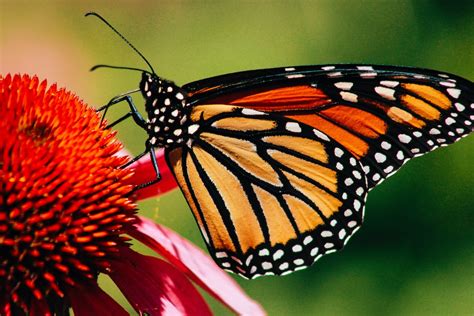Close Up Photography Of Monarch Butterfly On Flower Photo Free