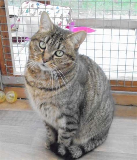 Cats protection st helens jobs. Bury St Edmunds Cats Protection seeks a home for tabby Mina