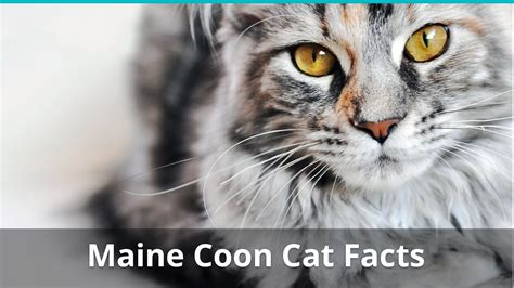 Maine Coon Cat Facts Colors Health Issues Nutrition And More Vital Info