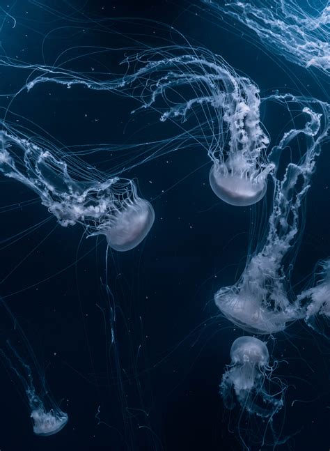 Jellyfish Digital Wallpaper Jellyfish Underwater World Swim Hd