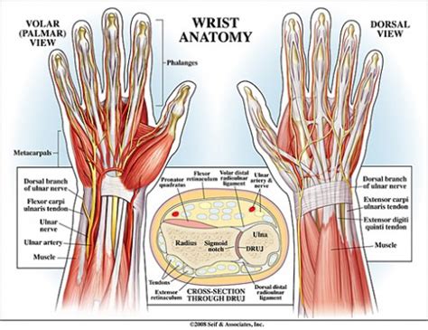 Maybe you would like to learn more about one of these? anatomy of a left hand picture - ModernHeal.com