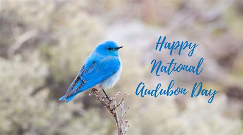 Happy National Audubon Day Wildlife National Audubon