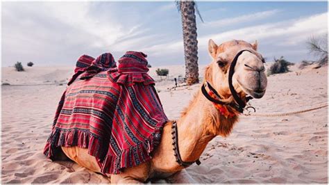 'remnants of the herds ancestral to all domesticated camels may still survive in the deserts of central asia.' 'after walking six miles, they find a spring 'like all members of the camel family, llamas actually originated in north america, perhaps 40 million years ago.' 'capable of carrying 200 kilograms of. Were Camels Native to North America? The Evidence Says Yes ...