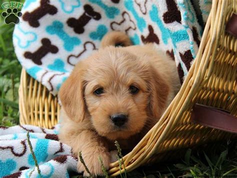 Browse and find labradoodle puppies today, on the uk's leading dog only classifieds site. Teddy Blue, Mini Labradoodle puppy for sale in Paradise ...