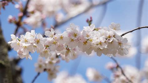 The History Behind Delawares Wild Cherry Blossoms