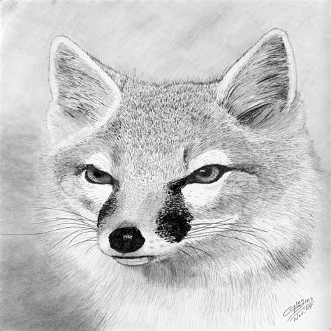 Glen Boles The Alpine Artist Swift Fox