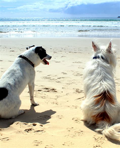 Another great day at the beach! 🦄 Pet Friendly Vacation Rentals, Gulf