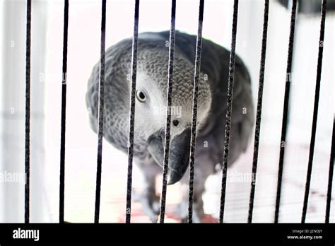 Sad Parrot In Cage Stock Photo Alamy