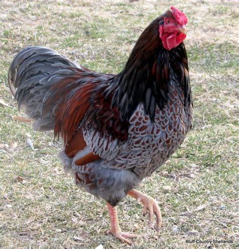 Maybe you would like to learn more about one of these? Blue Laced Wyandotte Rooster | Chucks | Pinterest
