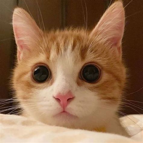 Cutest Cats On Instagram On Instagram So Cute ️😊🐾 Tag A Friend