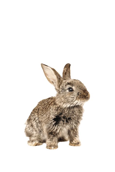 Greyrabbit Tame Tiny Pets, Farming, Farm, Mammal PNG Transparent Image