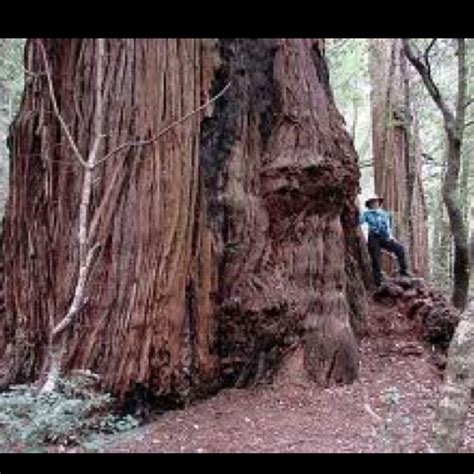 How long can coast redwood. 100 best images about RedWoods on Pinterest | The giants ...