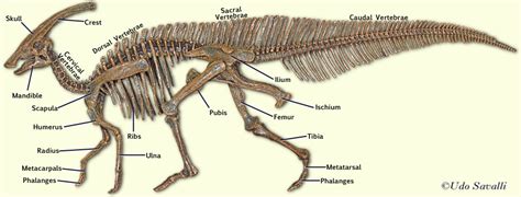 Bio370 Dinosaur Skeletons