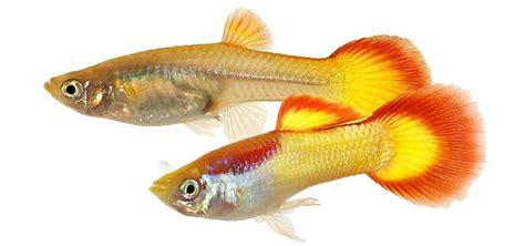 A Guide To Sexing Fish Tropical Fish Hobbyist Magazine