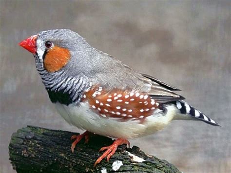 Most relevant best selling latest uploads. 27 best Australian Finches images on Pinterest | Beautiful ...