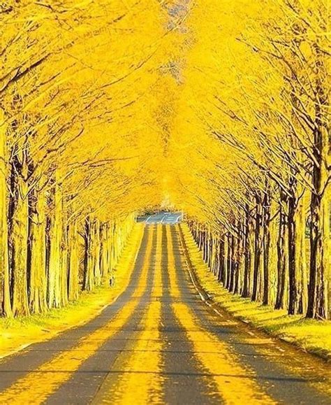 Japanese Road Will Take You To 💛🇯🇵 Pc Unknown 🔸🔸🔸🔸🔸🔸🔸🔸🔸🔸🔸🔸🔸🔸 Tag Your