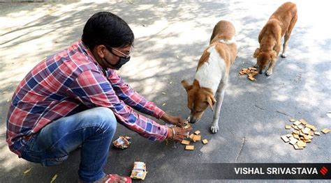 Stray Dogs Go Hungry Without Scraps Of Leftover Hotel Food Pmc Urges