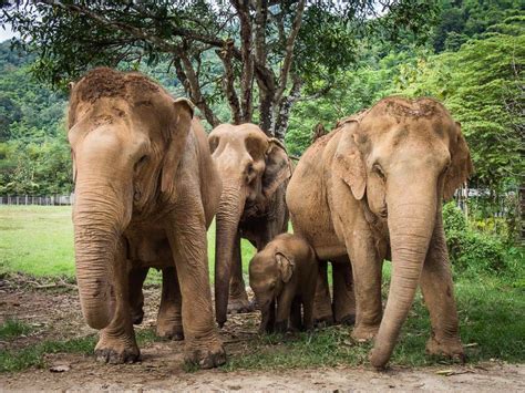 Download 25 Random Observations About Thai Elephants