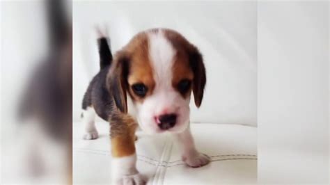 Baby Beagle Has The Cutest Howl Youtube