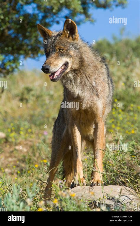 Iberian Wolf Canis Lupus Signatus Native To Spain Stock Photo Alamy