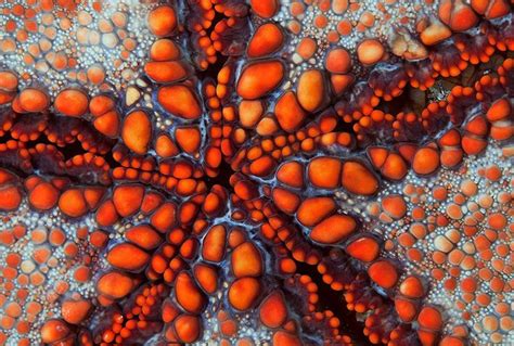 35 Breathtaking Examples Of Patterns In Nature Patterns In Nature